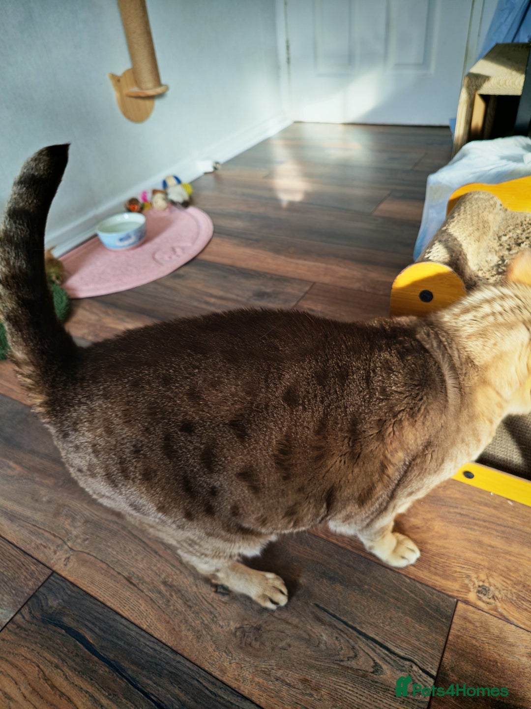 Australian Mist cats for sale: Senior cat for a loving home  - Image 8