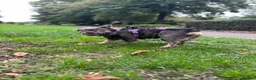 French Bulldog dogs for sale: Fluffy French bulldog for rehoming  - Advert 5