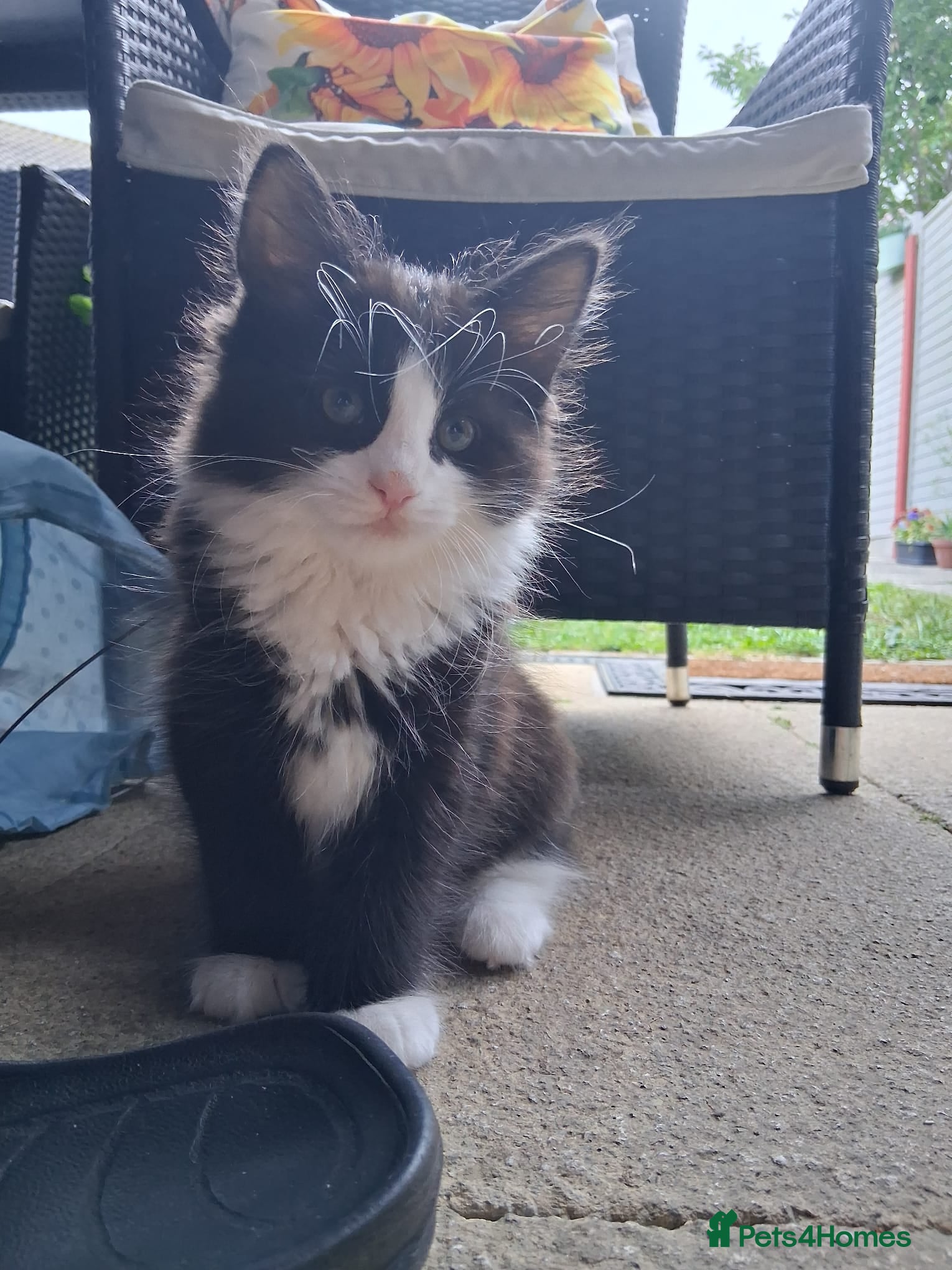 Mixed Breed cats for sale: 1 boy and 2 girls black and white ( tuxedo) - Advert 23