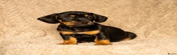 Mixed Breed dogs for sale: French bull wieners  in Cardiff - Advert 2