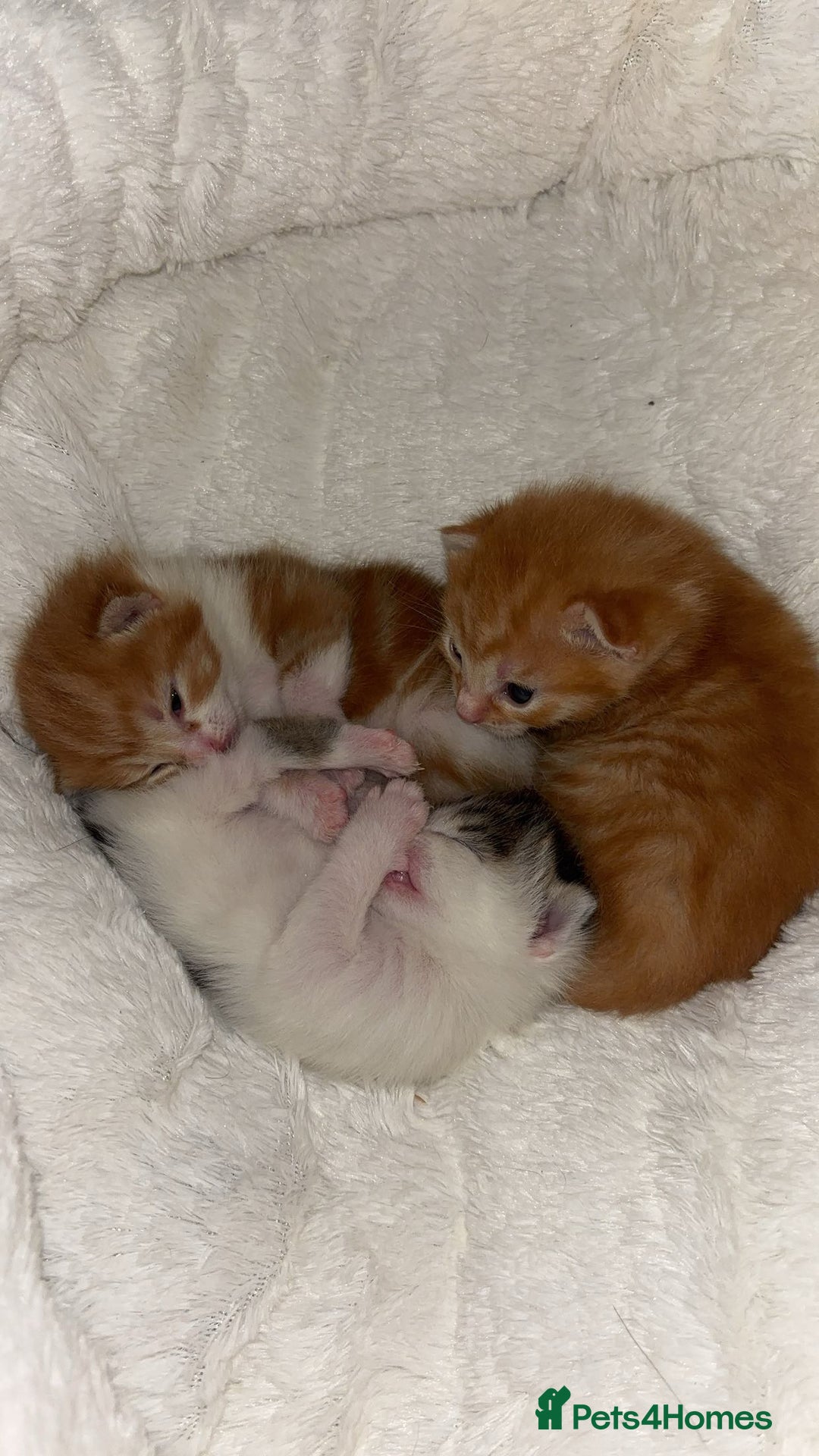 Mixed Breed cats for sale: 3x Kittens  - Advert 4