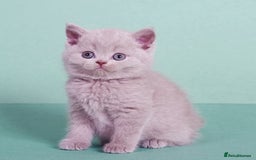 British Shorthair cats for sale: Beautiful lilac/fawn British shorthair kittens - Image 5