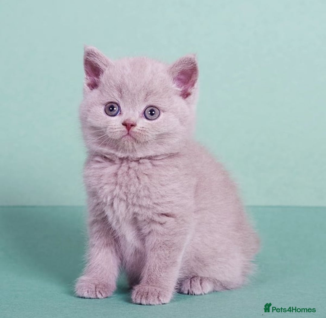 British Shorthair cats for sale: Beautiful lilac/fawn British shorthair kittens - Image 5
