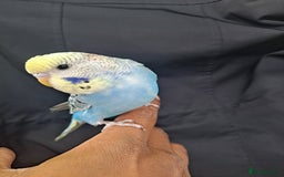 Budgerigars birds for sale: Silly hand tamed baby budgies for sale  - Image 3