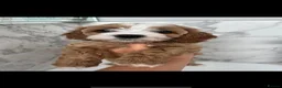 Cavapoo dogs for sale: Beautiful Health Tested F1 Cavapoos🐶 - Advert 23