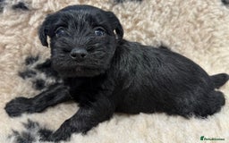 Miniature Schnauzer dogs for sale: Miniature schnauzers pups - Image 5
