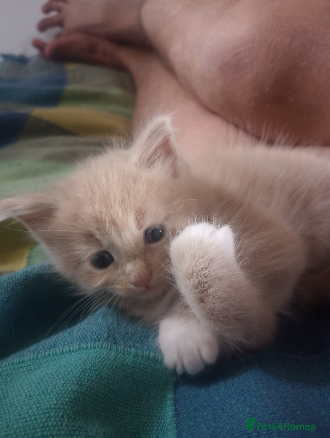 Maine Coon cats for sale: I have Beautiful healthy maicoon XL  - Image 32