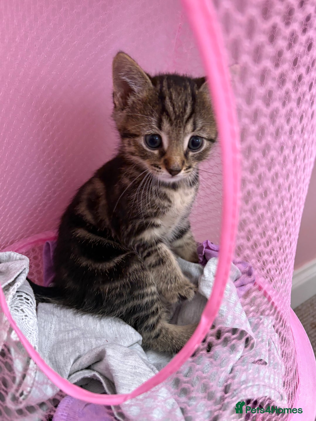 Domestic Shorthair cats for sale: 1 boy and 1 girl tabby and tortoiseshell - Image 4