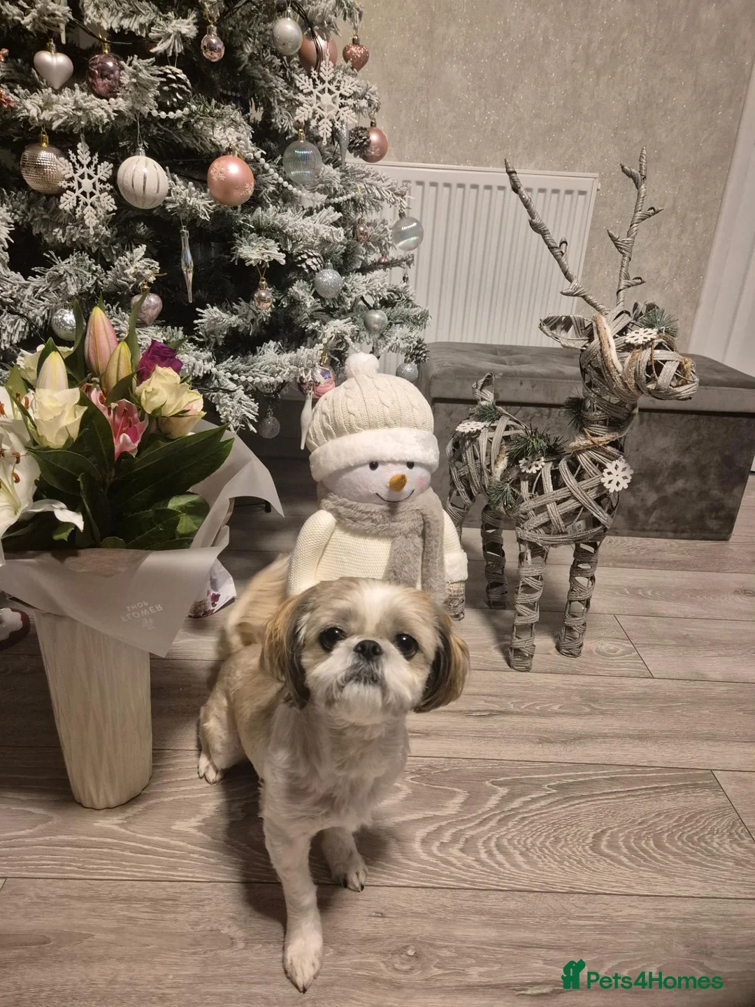Shih Tzu dogs for sale: 5-Year-Old Shih Tzu Female in Thetford - Advert 3