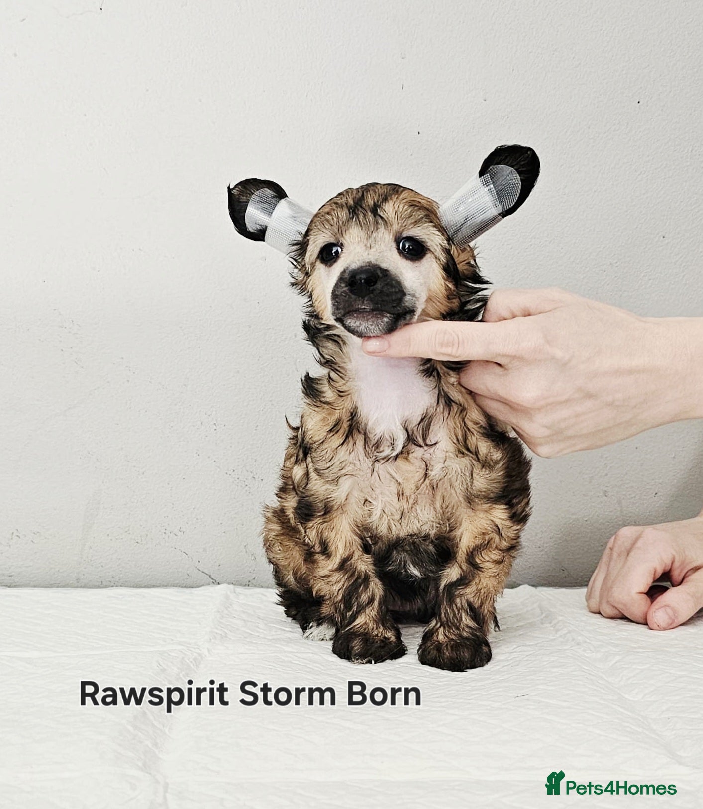 Chinese Crested dogs Kc reg puppies ready to new home. - Advert 3