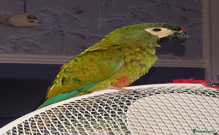 Macaws birds - Advert 4