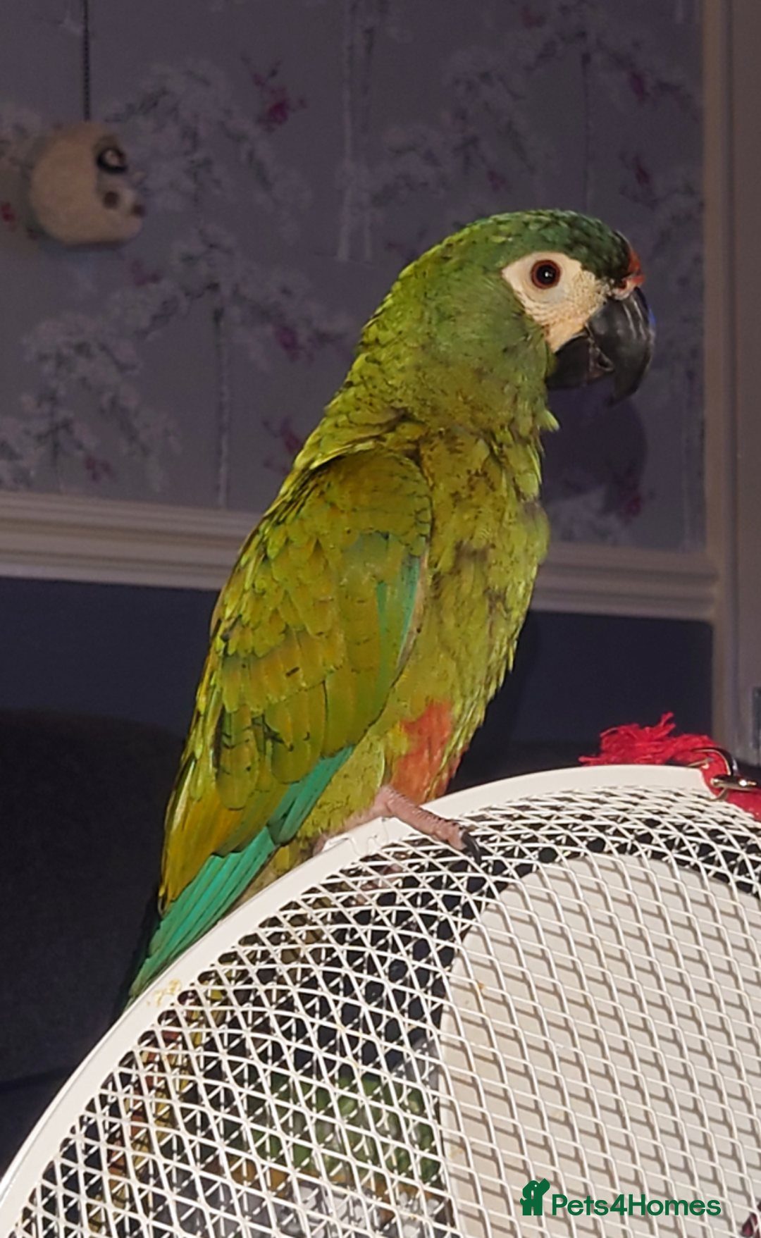 Macaws birds for sale: Illigers Macaw - Image 1