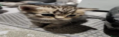 British Shorthair Kitten 2