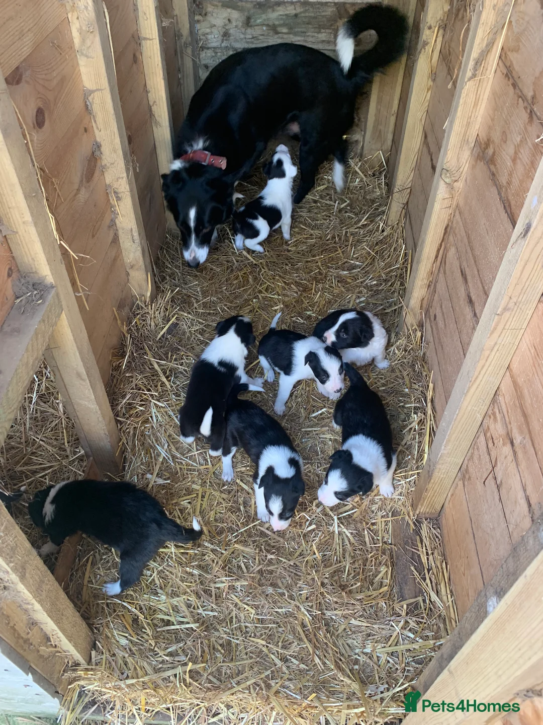 Border Collie dogs for sale: Beautiful Border Collie puppies  - Advert 2