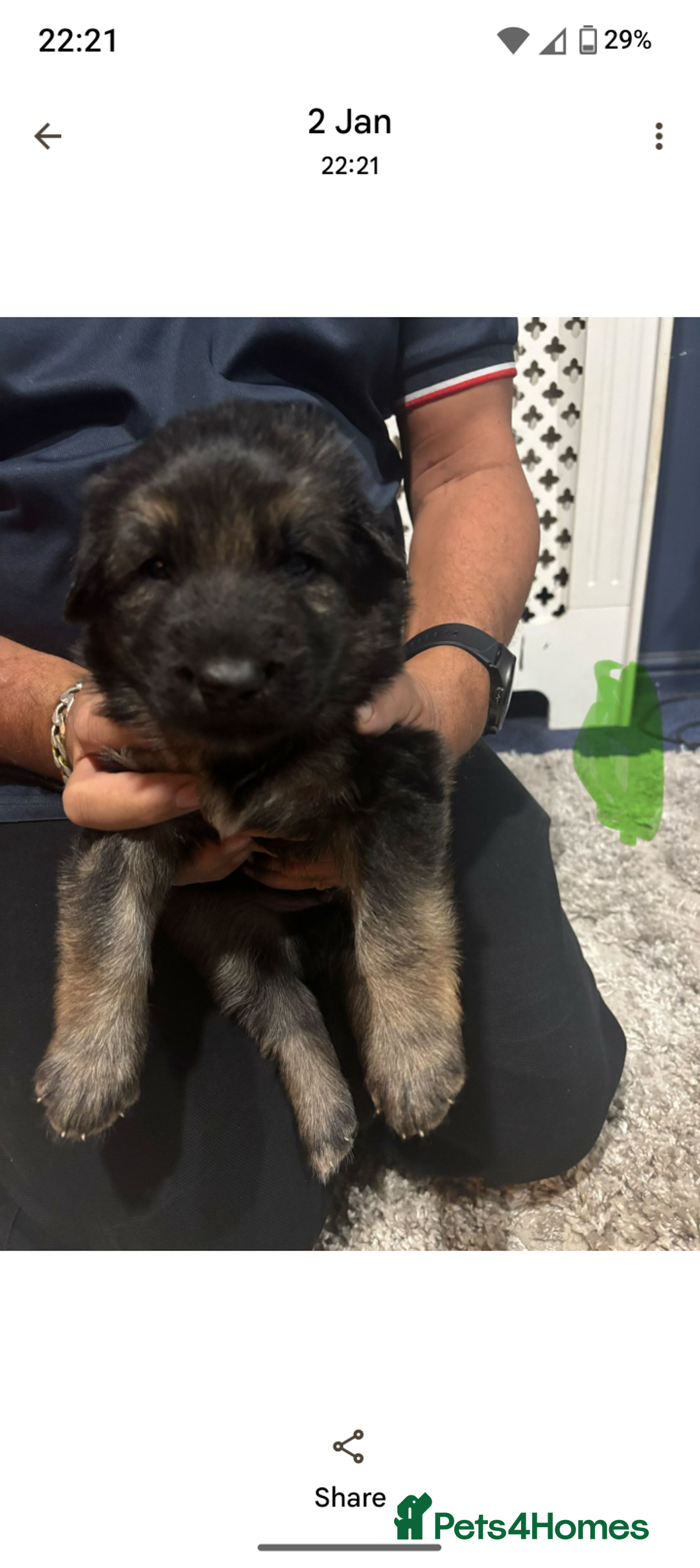 German Shepherd dogs for sale: German Shepherd Puppy's  - Advert 13