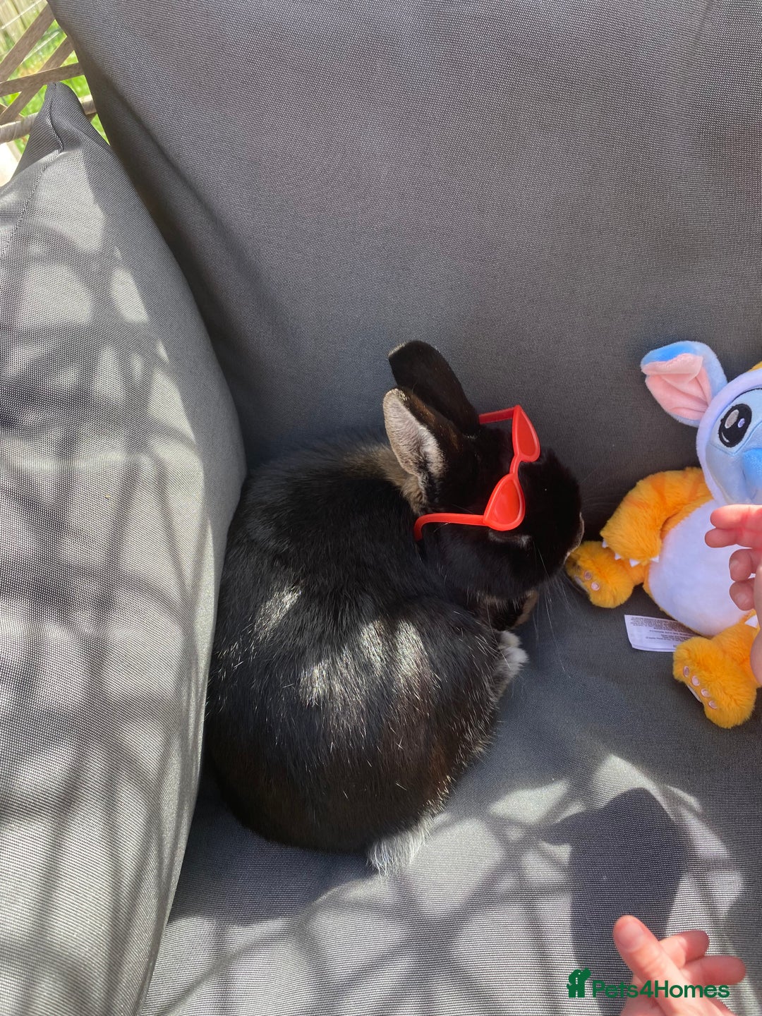 Mixed Breed rabbits for sale: Black rabbit  - Advert 2