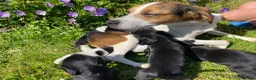 Bocker dogs for sale: Beautiful Beagle x cocker spaniel puppies  - Advert 4