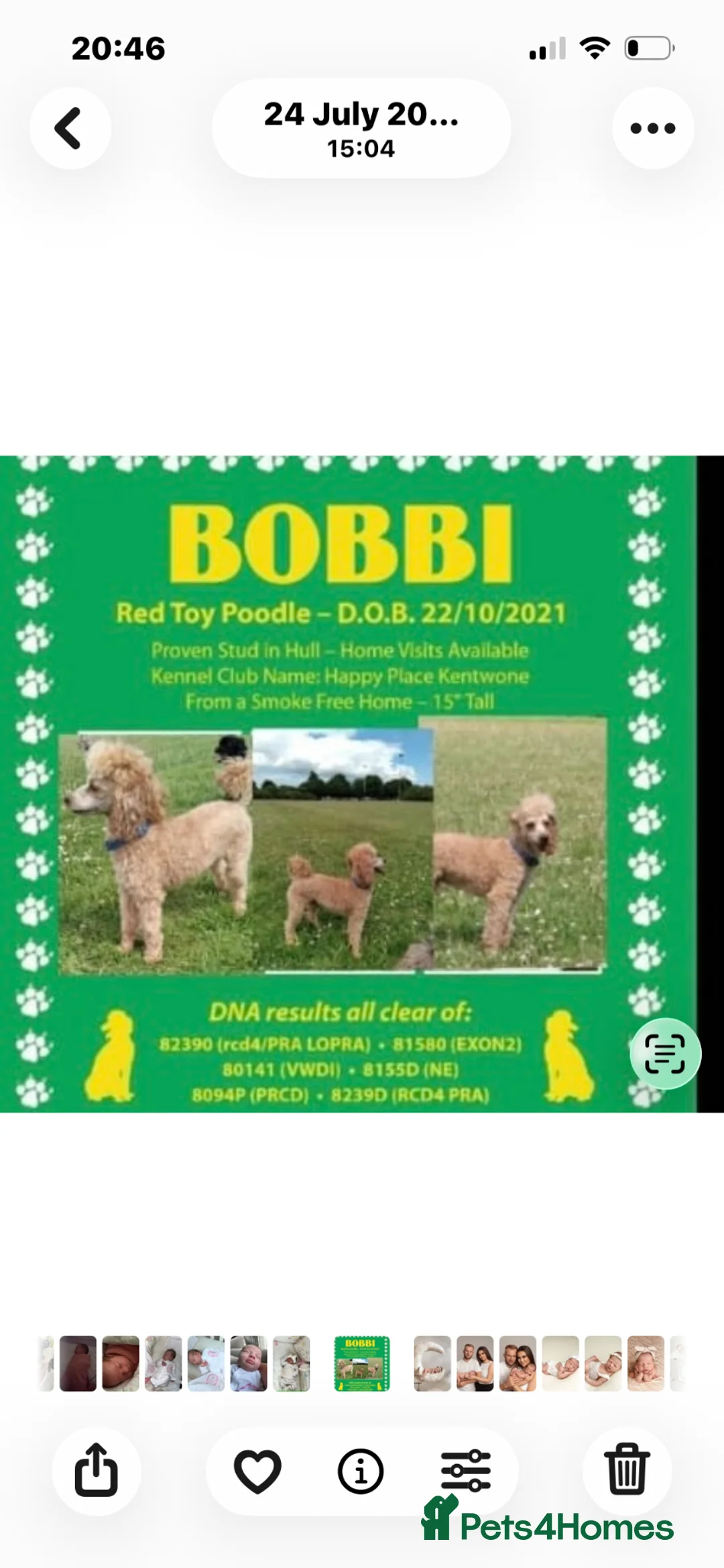 Toy Poodle dogs for sale: Gorgeous toy poodle puppies - Advert 2