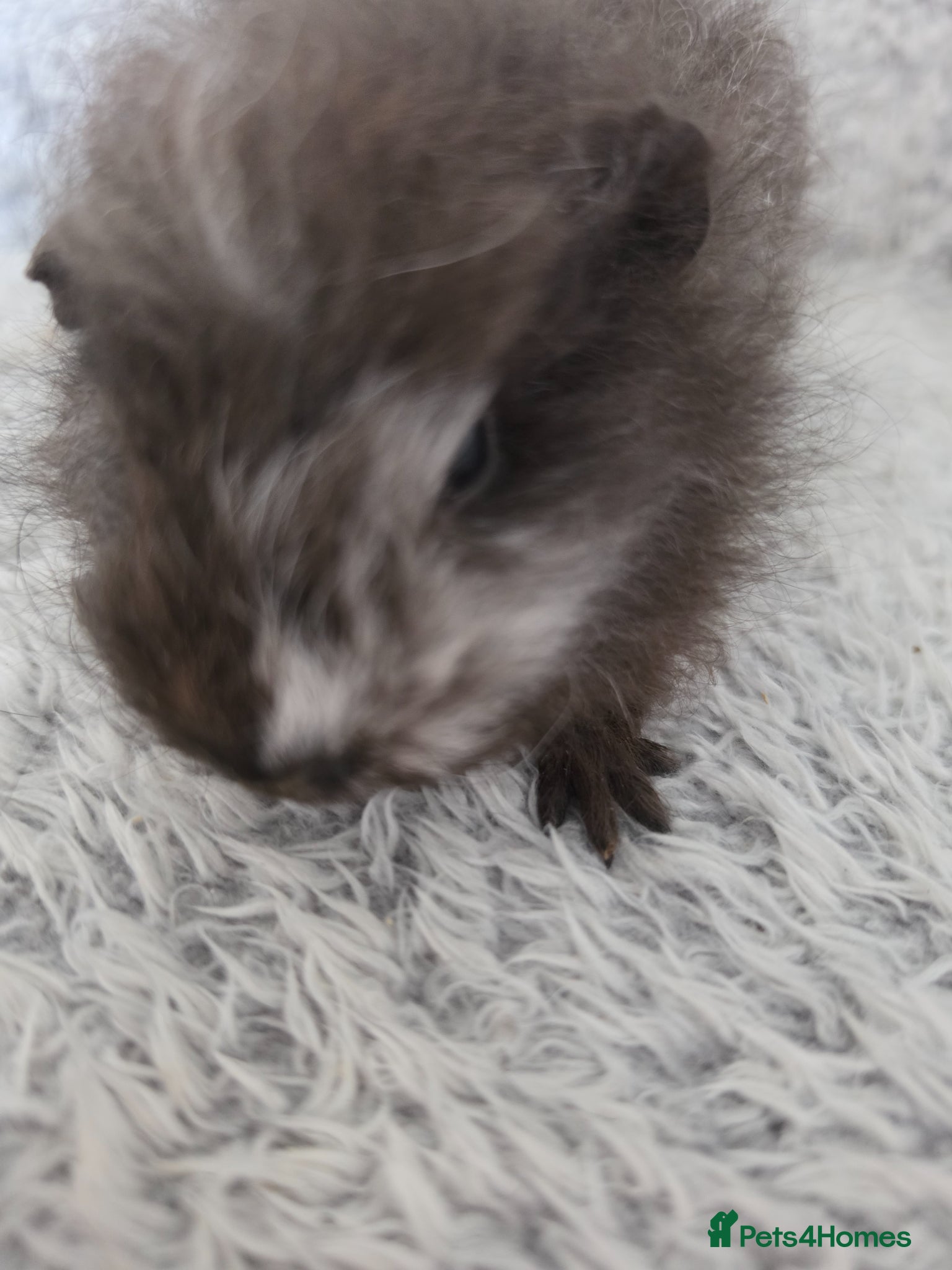 Guinea Pig rodents Swiss boys  - Advert 18