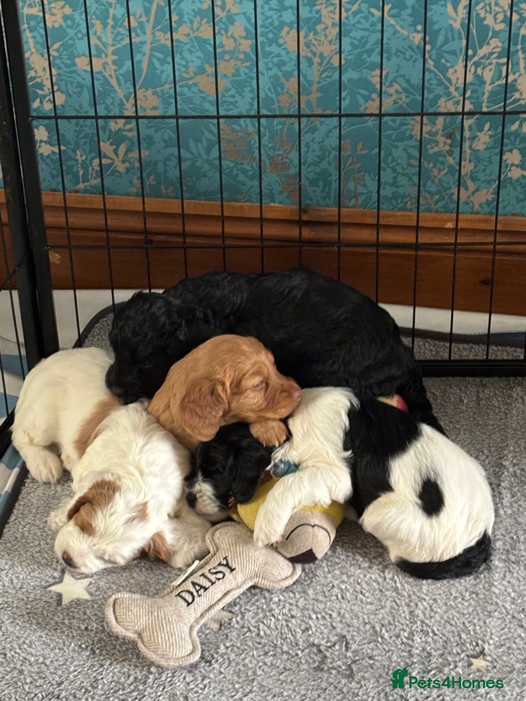 Cockapoo dogs for sale: cockerpoo Puppies 2 Left!  - Image 4