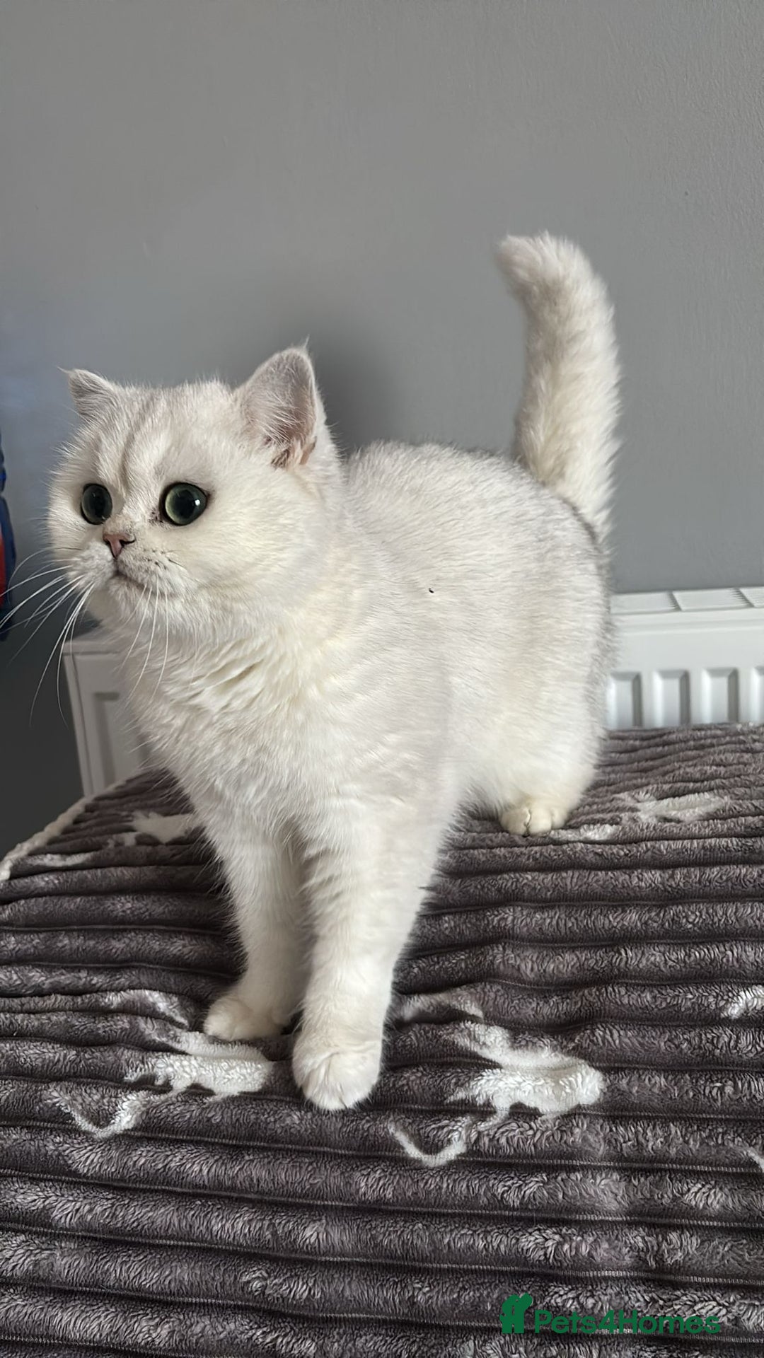 British Shorthair cats for sale: Luna looking for a lovely new family - Advert 5