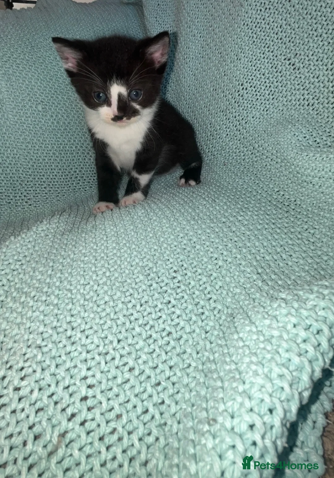 Russian Blue cats for sale: Domestic Shorthair & Russian Blue Kittens - Advert 2