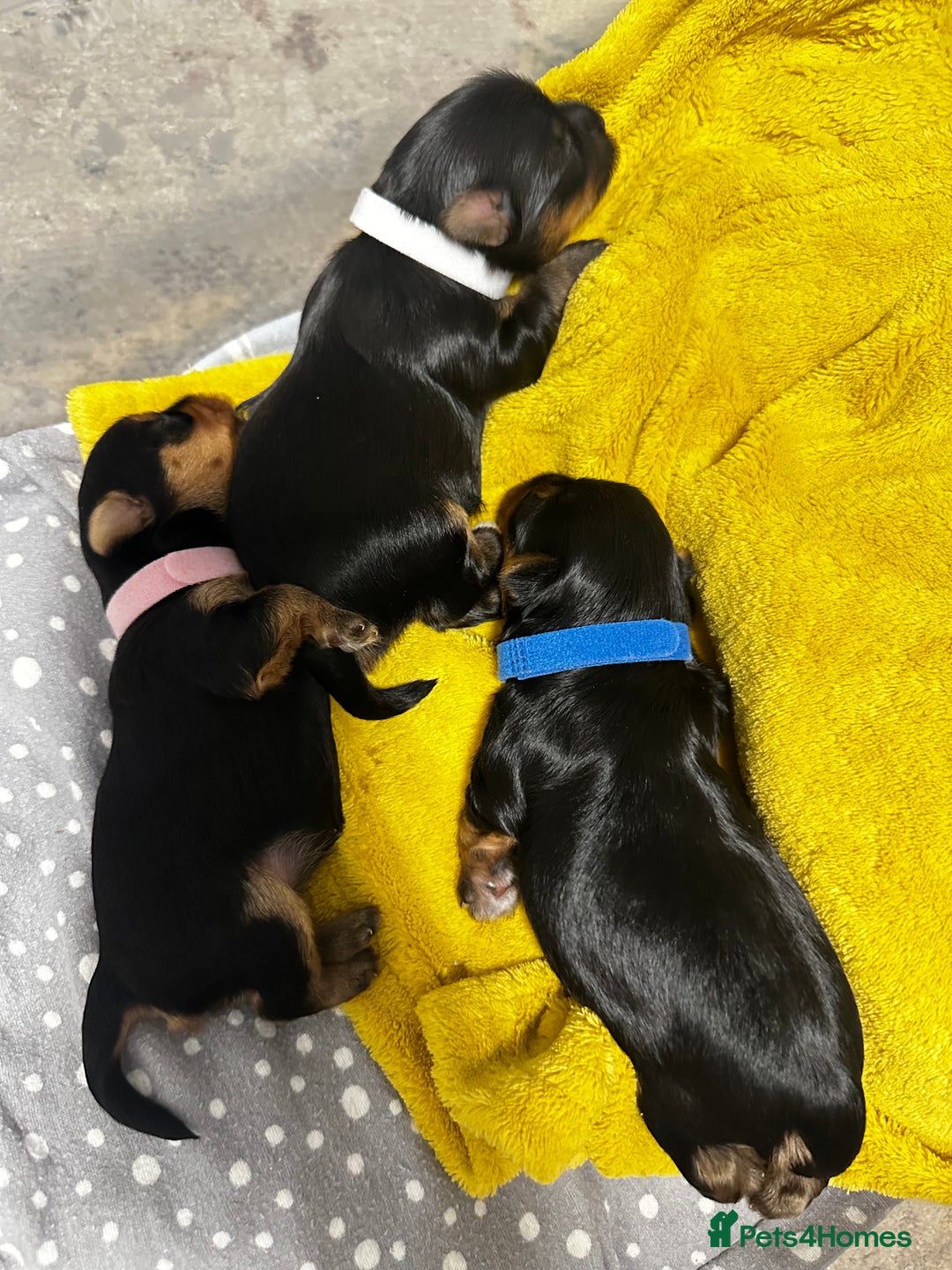 Yorkshire Terrier dogs for sale: Tiny Yorkshire Terrier ( 1 boy and 2girls 🐶🐶) - Image 18