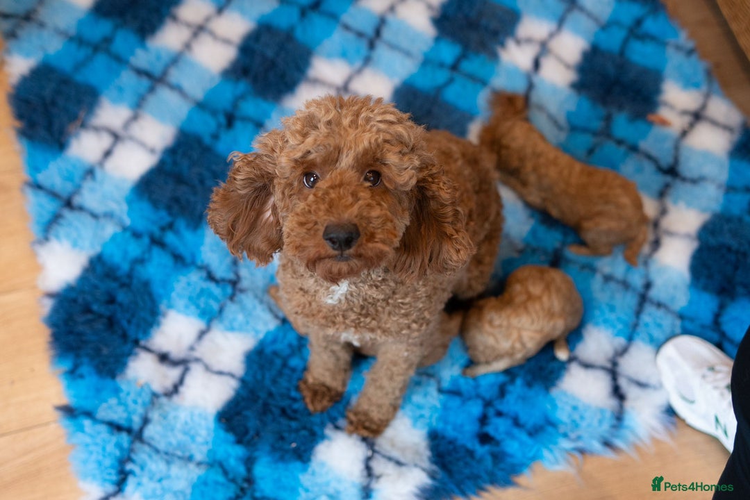 Miniature Poodle dogs for sale: A stunning litter of red miniature poodles  - Image 6
