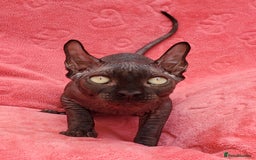 Sphynx cats for sale: Amazing kittens !!! in Maidstone - Image 9