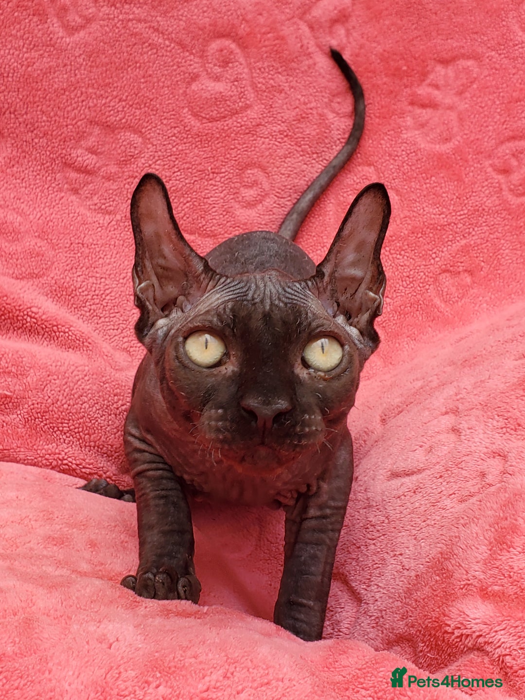 Sphynx cats for sale: Amazing kittens !!! in Maidstone - Image 9