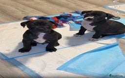 Mixed Breed dogs for sale: beautiful cane corso/ staff pups 7 left  - Image 6