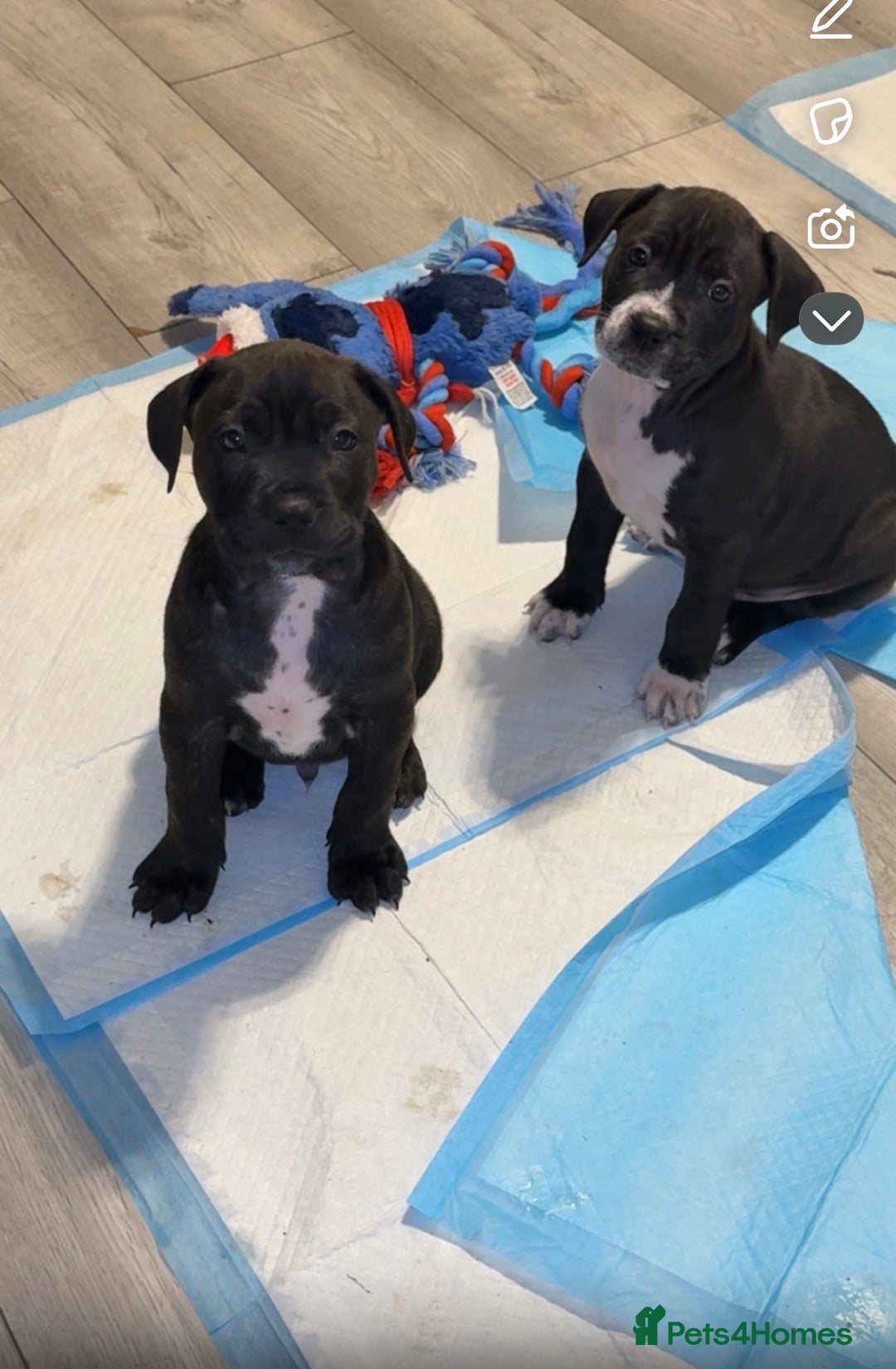 Mixed Breed dogs for sale: beautiful cane corso/ staff pups 7 left  - Image 6
