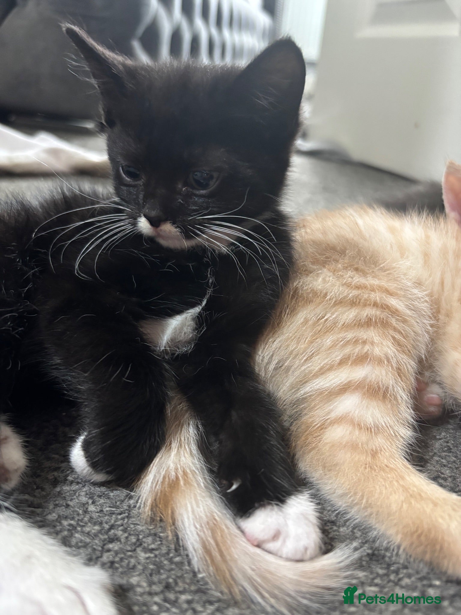 Mixed Breed cats ‼️LAST BOY READY NOW‼️ - Advert 1