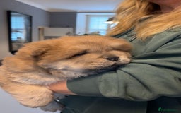 Chow Chow dogs for sale: Stunning male kc chow chow  - Advert 15