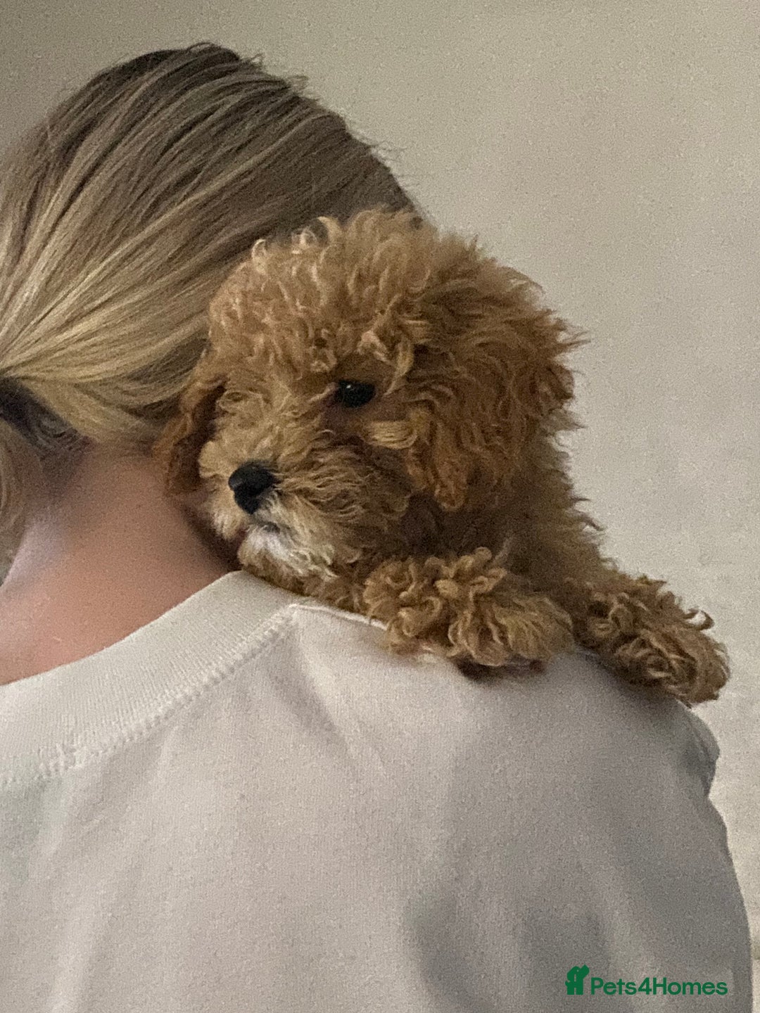 Maltipoo dogs for sale: Gorgeous 3 month old Maltipoo boy 🐶🥰 - Image 4