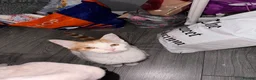 Domestic Shorthair cats for sale: Pancake/ Hunter  in Dudley - Advert 2