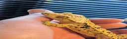 Gecko reptiles for sale: Crested geckos various ages mostly Dalmatians  - Advert 9