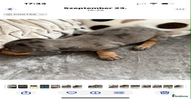 Dachshund dogs - Advert 12