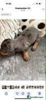 Dachshund dogs - Advert 3