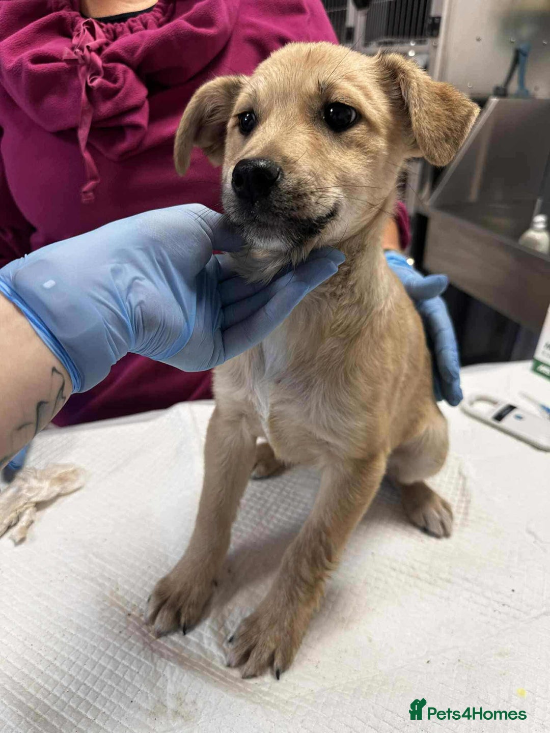 Mixed Breed dogs for adoption: Aramis for adoption - Advert 2