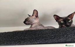 Sphynx cats for sale: 3 Lovely Canadian Sphynx kittens - Image 3