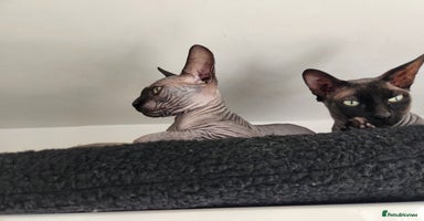 Sphynx cats - Advert 15