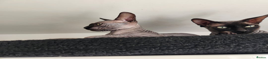 Sphynx Kitten 4