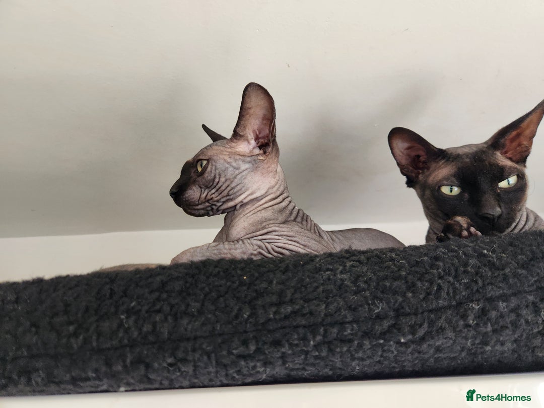 Sphynx cats for sale: 3 Lovely Canadian Sphynx kittens - Image 3