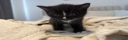 Turkish Angora cats for sale: 1 REMAINING Beautiful TurkishAngora Cross Kittens  - Advert 33