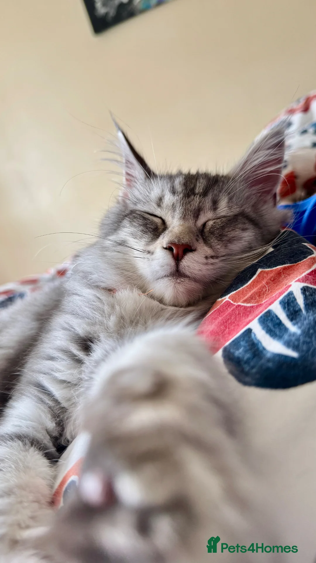 Maine Coon cats for sale: Beautiful Maine Coon Sisters Ready Now 🐾 - Advert 2