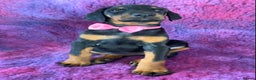 Dobermann dogs for sale: KC REG HEALTH TESTED EUROPEAN DOBERMAN : REDUCED! - Advert 22