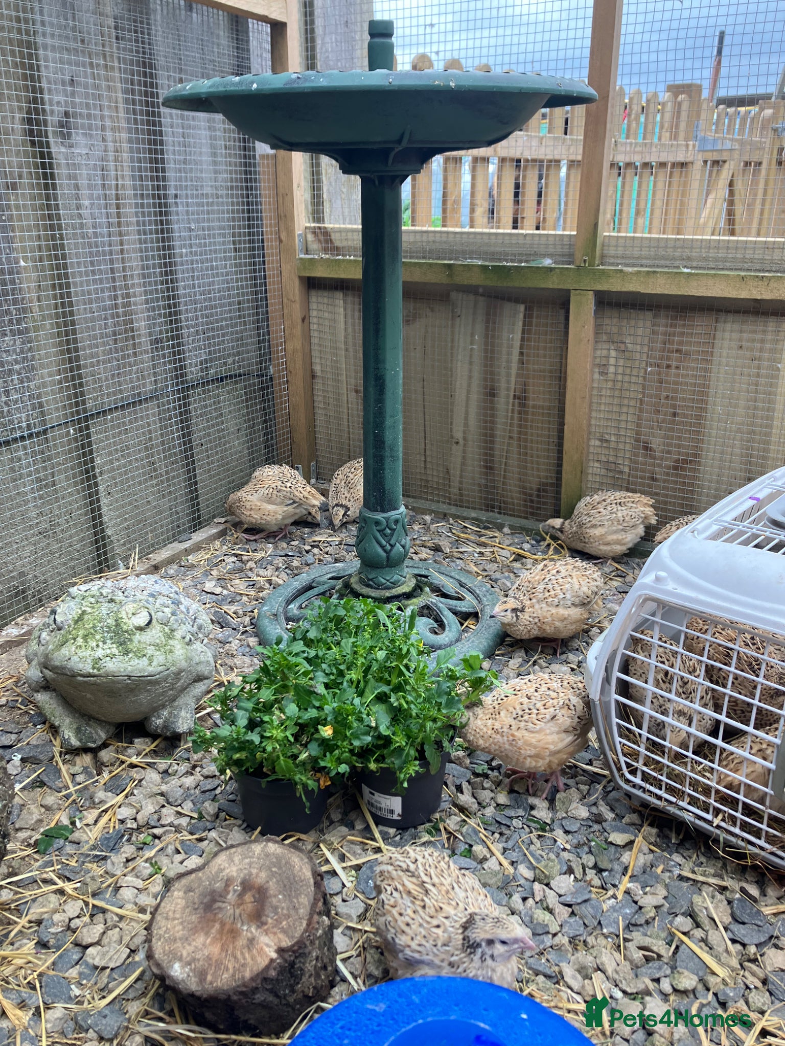 Quail poultry for sale: Female quail for sale  - Advert 4