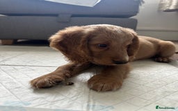 Cockapoo dogs for sale: Boy Cockapoo puppies - Image 5