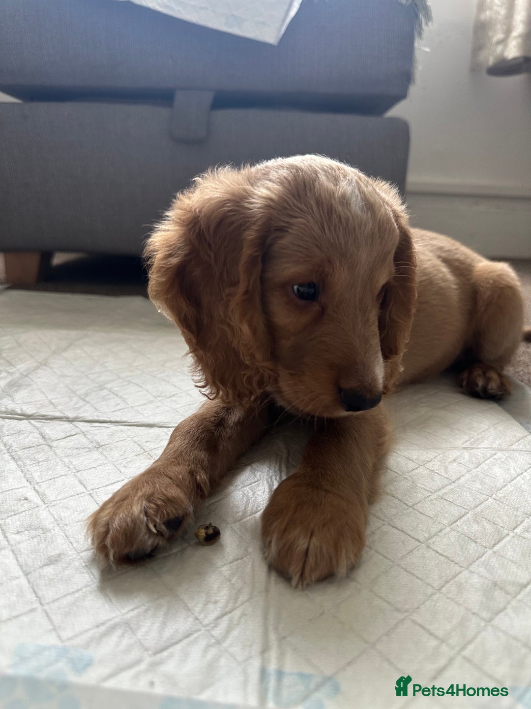 Cockapoo dogs for sale: Boy Cockapoo puppies - Image 5